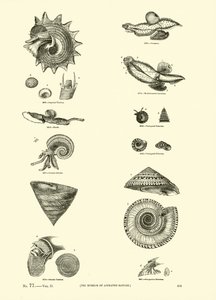 Pagina dal Museo Pittoresco della Natura Animata