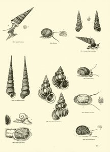Pagina dal Museo Pittoresco della Natura Animata