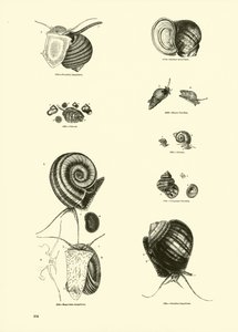 Pagina dal Museo Pittoresco della Natura Animata
