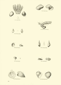 Pagina dal Museo Pittoresco della Natura Animata