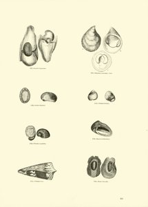 Pagina dal Museo Pittoresco della Natura Animata