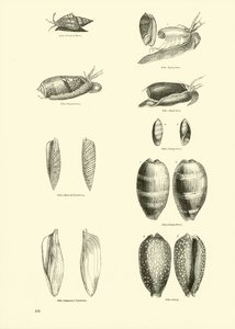 Pagina dal Museo Pittoresco della Natura Animata