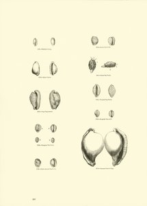 Pagina dal Museo Pittoresco della Natura Animata