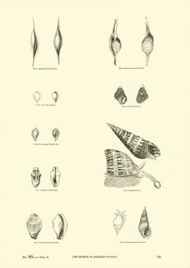 Pagina dal Museo Pittoresco della Natura Animata