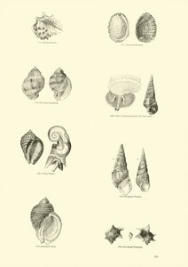 Pagina dal Museo Pittoresco della Natura Animata