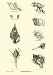 Pagina dal Museo Pittoresco della Natura Animata