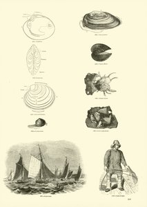 Pagina dal Museo Pittoresco della Natura Animata