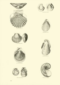Pagina dal Museo Pittoresco della Natura Animata