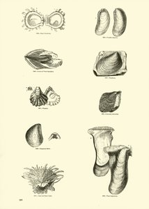Pagina dal Museo Pittoresco della Natura Animata da English School