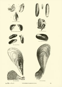 Pagina dal Museo Pittoresco della Natura Animata