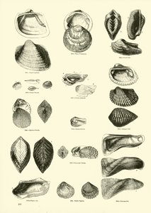 Pagina dal Museo Pittoresco della Natura Animata