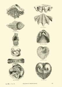 Pagina dal Museo Pittoresco della Natura Animata