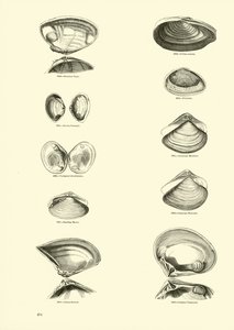 Pagina dal Museo Pittoresco della Natura Animata