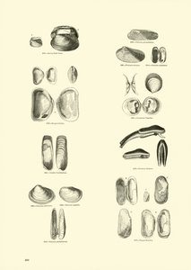 Pagina dal Museo Pittoresco della Natura Animata