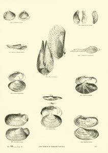 Pagina dal Museo Pittoresco della Natura Animata