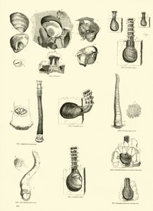 Pagina dal Museo Pittoresco della Natura Animata
