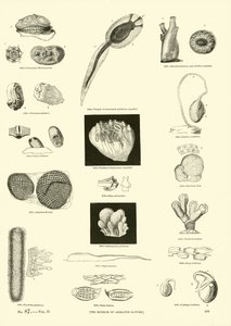 Pagina dal Museo Pittoresco della Natura Animata