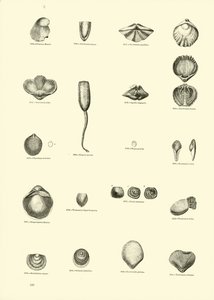 Pagina dal Museo Pittoresco della Natura Animata