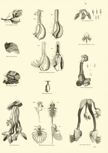 Pagina dal Museo Pittoresco della Natura Animata
