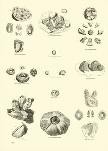 Pagina dal Museo Pittoresco della Natura Animata da English School