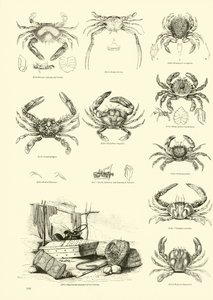 Pagina dal Museo Pittoresco della Natura Animata