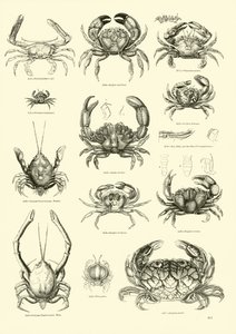 Pagina dal Museo Pittoresco della Natura Animata