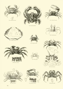 Pagina dal Museo Pittoresco della Natura Animata da English School
