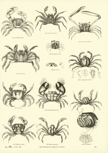 Pagina dal Museo Pittoresco della Natura Animata