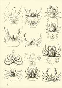 Pagina dal Museo Pittoresco della Natura Animata
