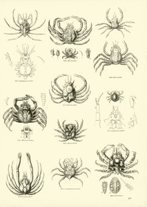 Pagina dal Museo Pittoresco della Natura Animata