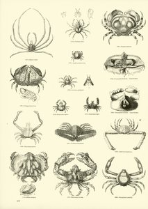 Pagina dal Museo Pittoresco della Natura Animata da English School