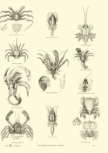 Pagina dal Museo Pittoresco della Natura Animata