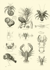 Pagina dal Museo Pittoresco della Natura Animata da English School