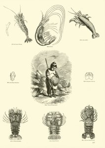 Pagina dal Museo Pittoresco della Natura Animata