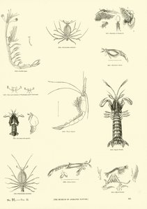 Pagina dal Museo Pittoresco della Natura Animata da English School