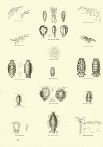 Pagina dal Museo Pittoresco della Natura Animata