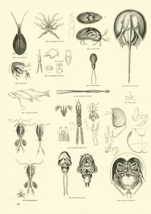 Pagina dal Museo Pittoresco della Natura Animata