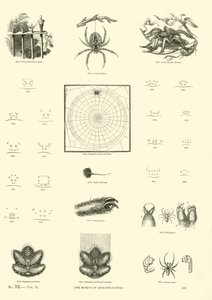 Pagina dal Museo Pittoresco della Natura Animata
