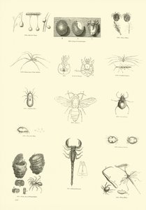Pagina dal Museo Pittoresco della Natura Animata da English School