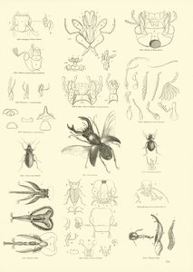 Pagina dal Museo Pittoresco della Natura Animata da English School