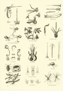 Pagina dal Museo Pittoresco della Natura Animata