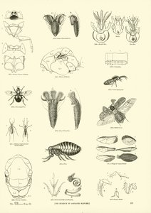 Pagina dal Museo Pittoresco della Natura Animata