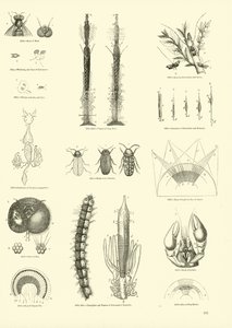 Pagina dal Museo Pittoresco della Natura Animata da English School