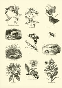 Pagina dal Museo Pittoresco della Natura Animata