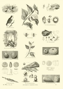 Pagina dal Museo Pittoresco della Natura Animata