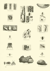 Pagina dal Museo Pittoresco della Natura Animata da English School