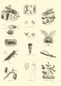 Pagina dal Museo Pittoresco della Natura Animata da English School