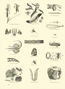 Pagina dal Museo Pittoresco della Natura Animata