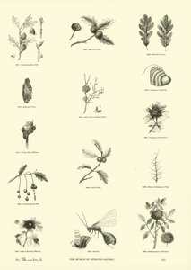 Pagina dal Museo Pittoresco della Natura Animata