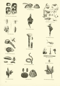 Pagina dal Museo Illustrato della Natura Animata da English School
